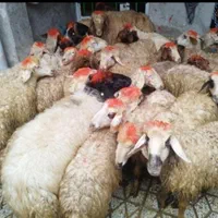 گوسفندوشیشکچاقگوشتی کشتاری|حیوانات مزرعه|بروجرد, |دیوار