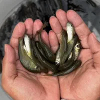 کپور طلایی آمور لهستانی مناسب استخر کشاورزی|ماهی|مشهد, امام رضا (ع)|دیوار