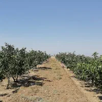 فروش ۲ هکتار باغ پسته 10 ساله در نیشابور|فروش دفتر صنعتی، کشاورزی، تجاری|تهران, کن|دیوار