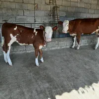 نژاد اصیل سیمینتال