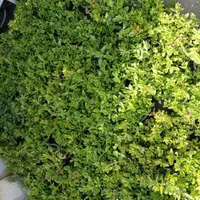 باغبانی ، پخش گل و گیاه و نگهداری|خدمات باغبانی و درختکاری|تهران, ونک|دیوار