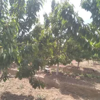 خرید و فروش باغ در روستای وردیج|فروش زمین و ملک کلنگی|تهران, شهرک شهید باقری|دیوار