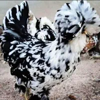 جوجه/مرغ بوقلمون گوشتی بیوتی تخمگذار چکی|حیوانات مزرعه|قم, میرزائیه|دیوار
