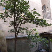 فروش کلنگی ۱۱۵ متری در شهرک ولیعصر|فروش زمین و ملک کلنگی|تهران, شهرک ولیعصر جنوبی|دیوار