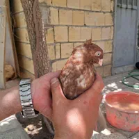 کبوتر صرب|پرنده|اصفهان, شیخ طوسی|دیوار