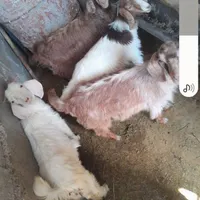 ۴ تا بزغاله