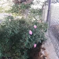 خدمات باغ وباغچه(تمام خدمات باغبانی و درختکاری )|خدمات باغبانی و درختکاری|شاهین‌شهر, |دیوار
