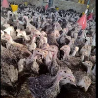 جوجه مرغ جهادی بوقلمون برنز بیوتی گوشتی (خواجه)|حیوانات مزرعه|زابل, |دیوار