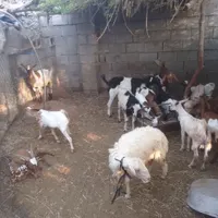 کهره بز بره نر و ماده قیمت عالی|حیوانات مزرعه|بندرعباس, |دیوار