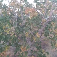 فروش باغ پسته ۱۵ ساله