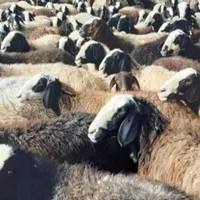 انواع گوسفند‌زنده‌بره نروماده خوش‌پخت|حیوانات مزرعه|قم, باسکول|دیوار