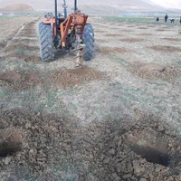 چاله فنس|خدمات باغبانی و درختکاری|الشتر, |دیوار