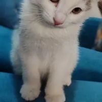 گربه ۴ماهه