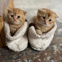 بچه گربه اسکاتیش