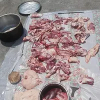 گوسفند زنده روستایی بره صحرا چریده شیشک و قوچ محلی|حیوانات مزرعه|قم, بلوار امین و ساحلی|دیوار