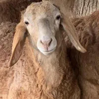 دام تهران خریدبدونه واسطه گوسفند سالم زنده 24ساعت|حیوانات مزرعه|تهران, آذربایجان|دیوار