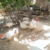 بوقلمون گوشتی|حیوانات مزرعه|بیرجند, |دیوار