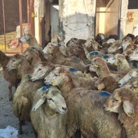 گوسفند زیرنظرشهرداری قلم شهرک یاس زنده باغستان|حیوانات مزرعه|کرج, شهرک یاس جنوبی|دیوار
