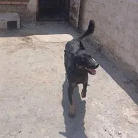 واگذاری سگ