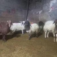 گوساله گوسفند زنده جایگاه معتبر فروش|حیوانات مزرعه|تهران, سهروردی|دیوار