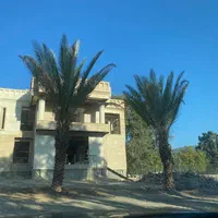 نخل جزیره|خدمات باغبانی و درختکاری|تهران, نیاوران|دیوار