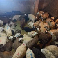 خرید بصورت حضوری و آنلاین (تلفنی) گوسفند زنده ..|حیوانات مزرعه|تهران, نیروی هوایی (پیروزی)|دیوار