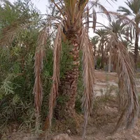فروش نخل خرما از دومتر تا 6متر