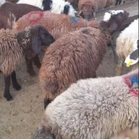 فروش گوسفند زنده قبراق شکم خالی تمام نقاط تهران|حیوانات مزرعه|تهران, نارمک|دیوار