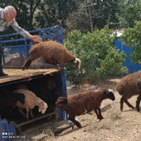 گوسفند زنده20کیلو تا65کیلو جهت قربانی سرتاسر تهران|حیوانات مزرعه|تهران, استاد معین|دیوار