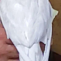 سه عدد عروس هلندی سالم
