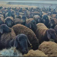 گوسفند زنده جهت قربانی به کل نقاط شهرقدس باقصاب|حیوانات مزرعه|قدس, |دیوار