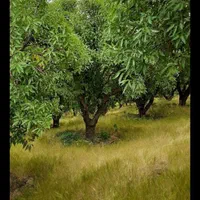 باغ سند دارفنس کشی شده درختان باربده پل زمانخان