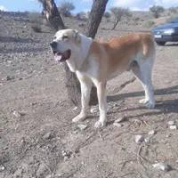 گمشده ،الابای ، سگ