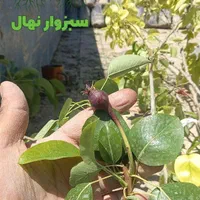 نهال گلابی رد آنجو  (sabzevarnahal)|گل و گیاه طبیعی|سبزوار, کهنه آب|دیوار
