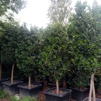 سیکاس بامبو خیزران نی گل محمدی رز یوکا سرویس خدمات|خدمات باغبانی و درختکاری|تهران, آرژانتین|دیوار