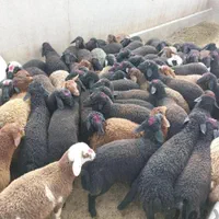 گوسفند کوهستان|حیوانات مزرعه|تهران, سلسبیل جنوبی|دیوار