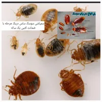 سمپاشی سوسک ساس دریک مرحله ضمانت کتبی سم پاشی
