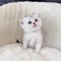 مجموعه گربه های اصیل و نژاد دار ( بازدید حضوری )|گربه|تهران, پونک|دیوار