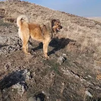 سگ سرابی گله|حیوانات|اردبیل, |دیوار