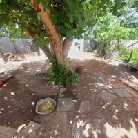 کدکوره/۲۵۰مترزمین مسکونی روستایی زیباکنارمعلمسازان|فروش زمین و ملک کلنگی|پیربازار, |دیوار