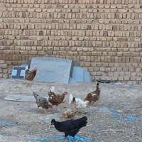 گلین بوقلمون غاز جوجه گلپایگانی کرچ