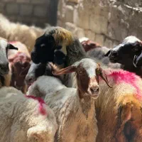 مغانی درجه یک قوچ بره نر گوسفند گاو میش
