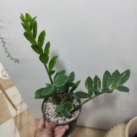 زاموفیلیا|گل و گیاه طبیعی|کرمان, |دیوار