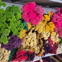 گل خشک بومادران