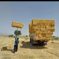 کاه گندم نرم و سفید گوسفندی و گاوی همه رقمی|لوازم جانبی حیوانات|اصفهان, شاهزید|دیوار