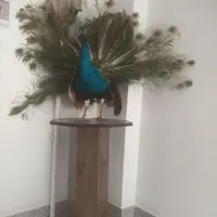تاووس