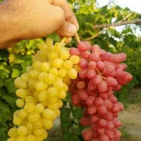 دوهزار متر باغ انگور وبادام   با امتیاز آب موتور|فروش زمین و ملک کلنگی|اقبالیه, |دیوار