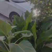 NGH نیلوفر آبی نژاد استرلیا