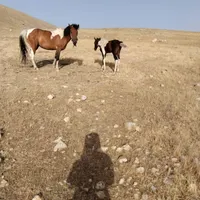 اسب فروشی|اسب و تجهیزات اسب‌سواری|کوهدشت, |دیوار