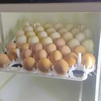 تخم مرغ محلی